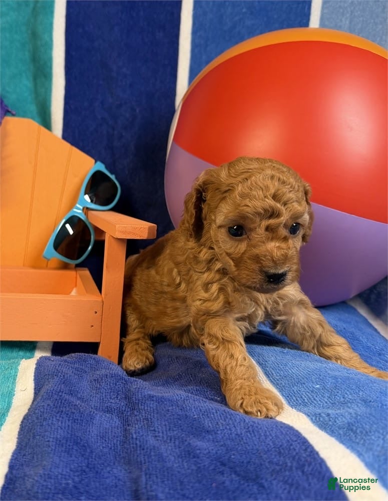 Toy Poodle dogs June - Ad 12