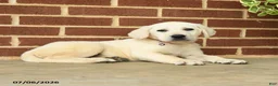 Labrador Retriever dogs for sale: Dolly - Ad 4