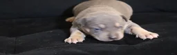 American Bully dogs for sale: Memphishttps://www.youtube.com/watch?v=G_Df_ymd1wQ&t=53s - Ad 4