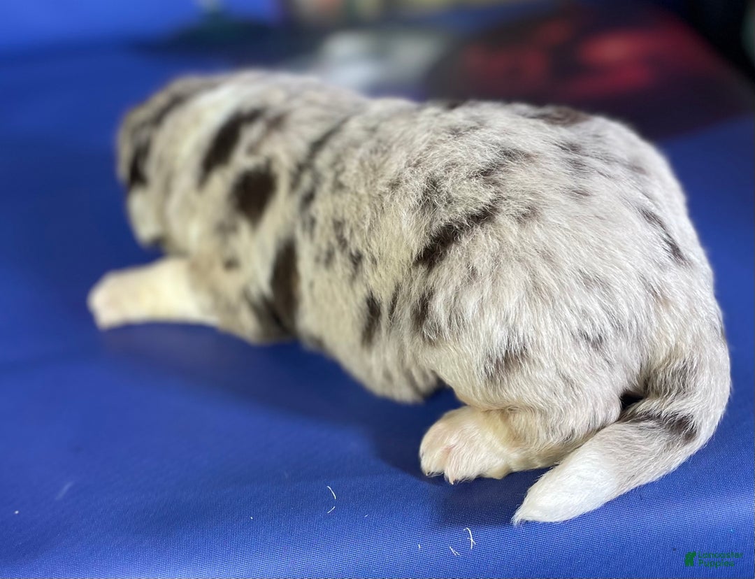 Mixed Breed dogs for sale: Studdly OFA DNA  - Ad 8