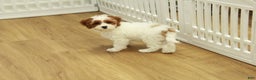 Cavapoo dogs for sale: Mia - Ad 10