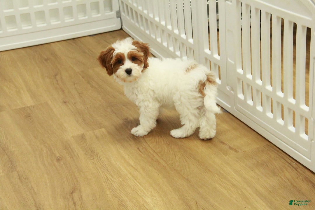 Cavapoo dogs for sale: Mia - Ad 10
