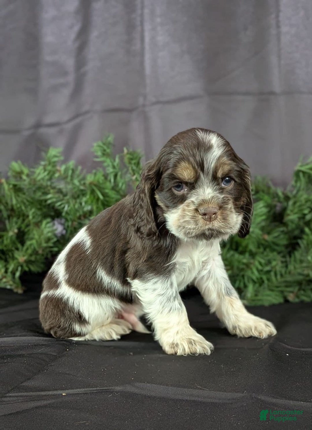 Cocker Spaniel dogs for sale: Vince - Ad 2