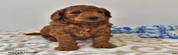 Mini Goldendoodle dogs for sale: Rascal - Ad 9
