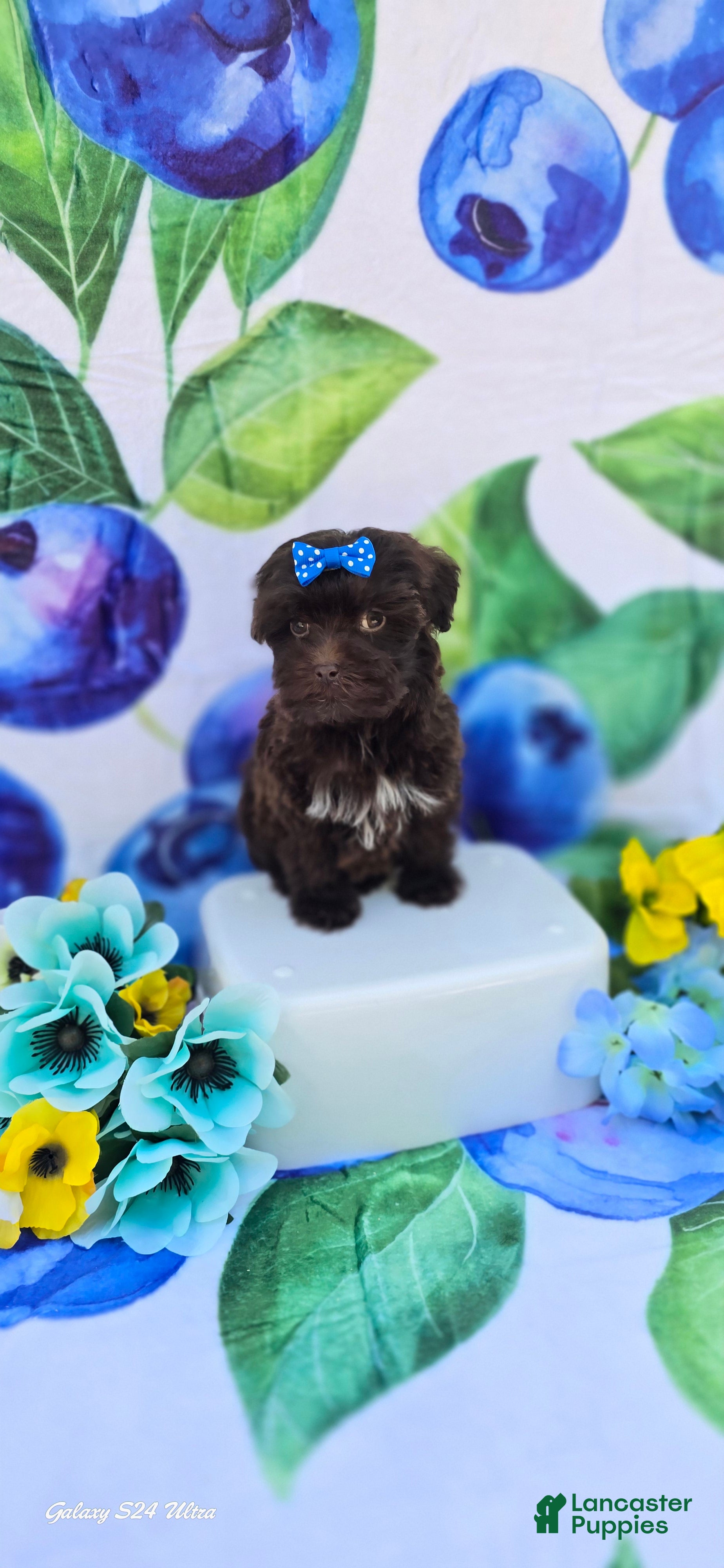 Maltipoo dogs Nuria - Ad 1