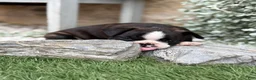 Boston Terrier dogs for sale: Keeth - Ad 15