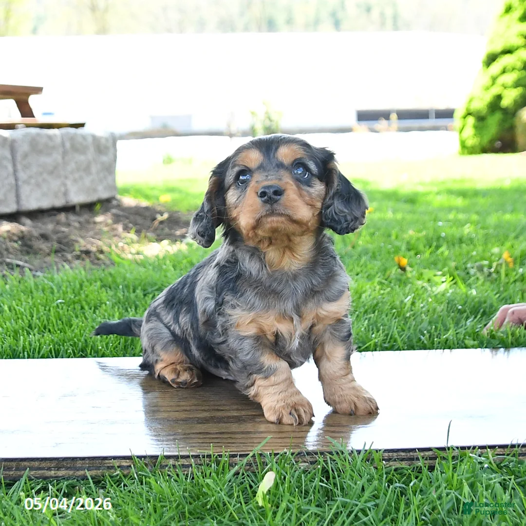 Mixed Breed dogs for sale: Shadow - Ad 3