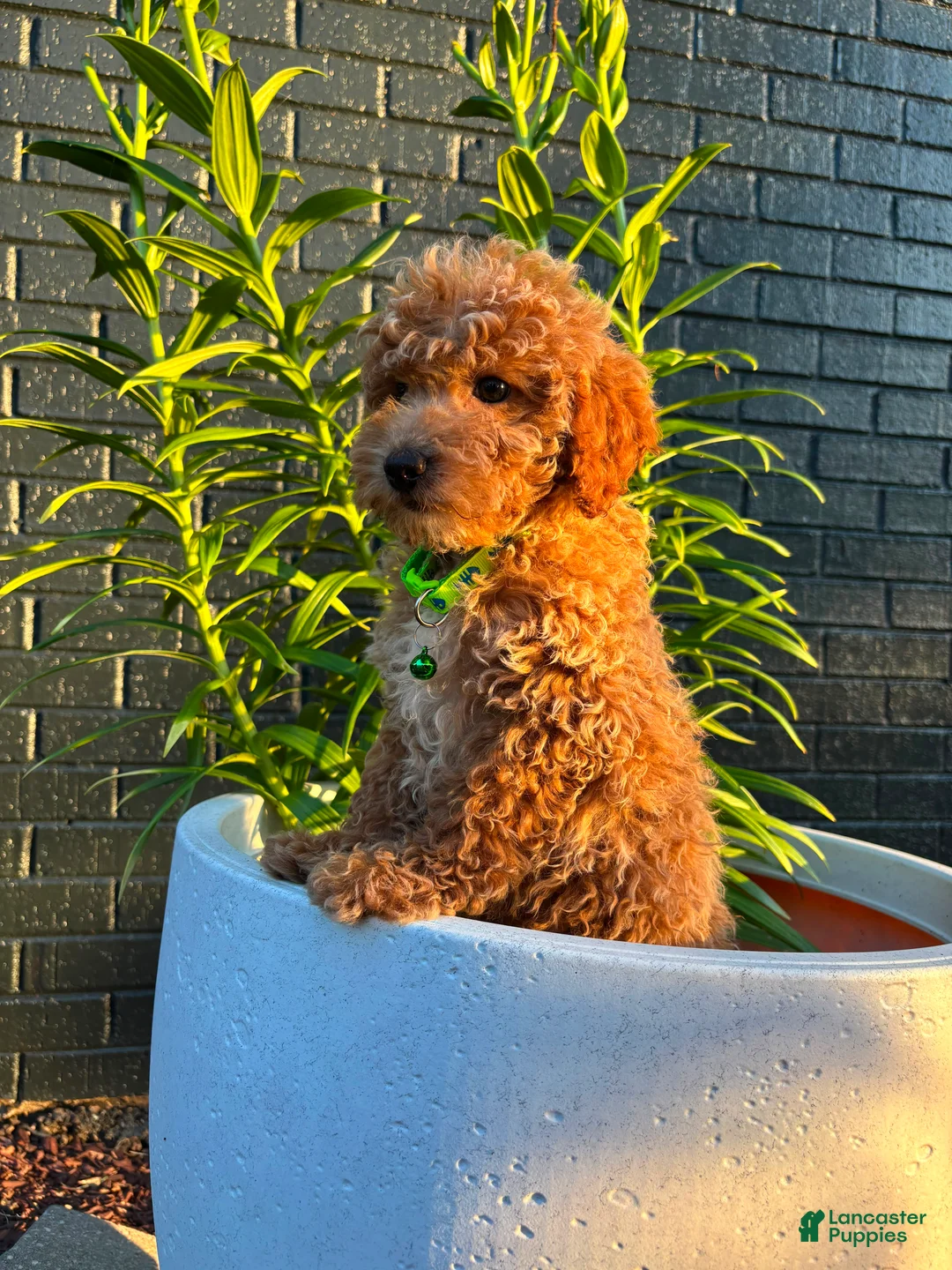 Toy Poodle dogs for sale: Biscuit 🤎 - Ad 7