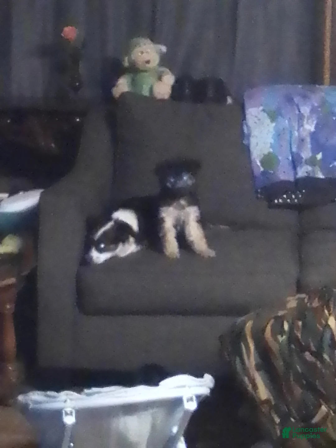 Mini Aussiedoodle dogs for sale: Mini Aussiedoodle Puppy 4 - Ad 1