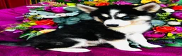 Siberian Husky dogs for sale: Kodiak - Ad 8