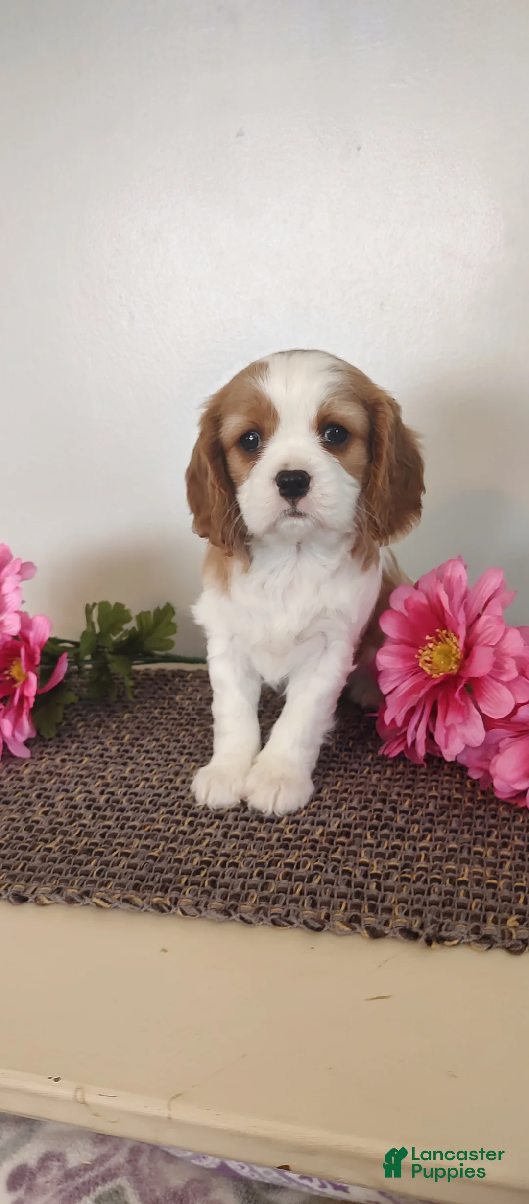 Cavalier King Charles Spaniel dogs for sale: Eva  - Ad 2