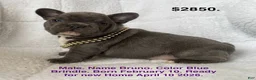 French Bulldog dogs for sale: Bruno - Ad 1