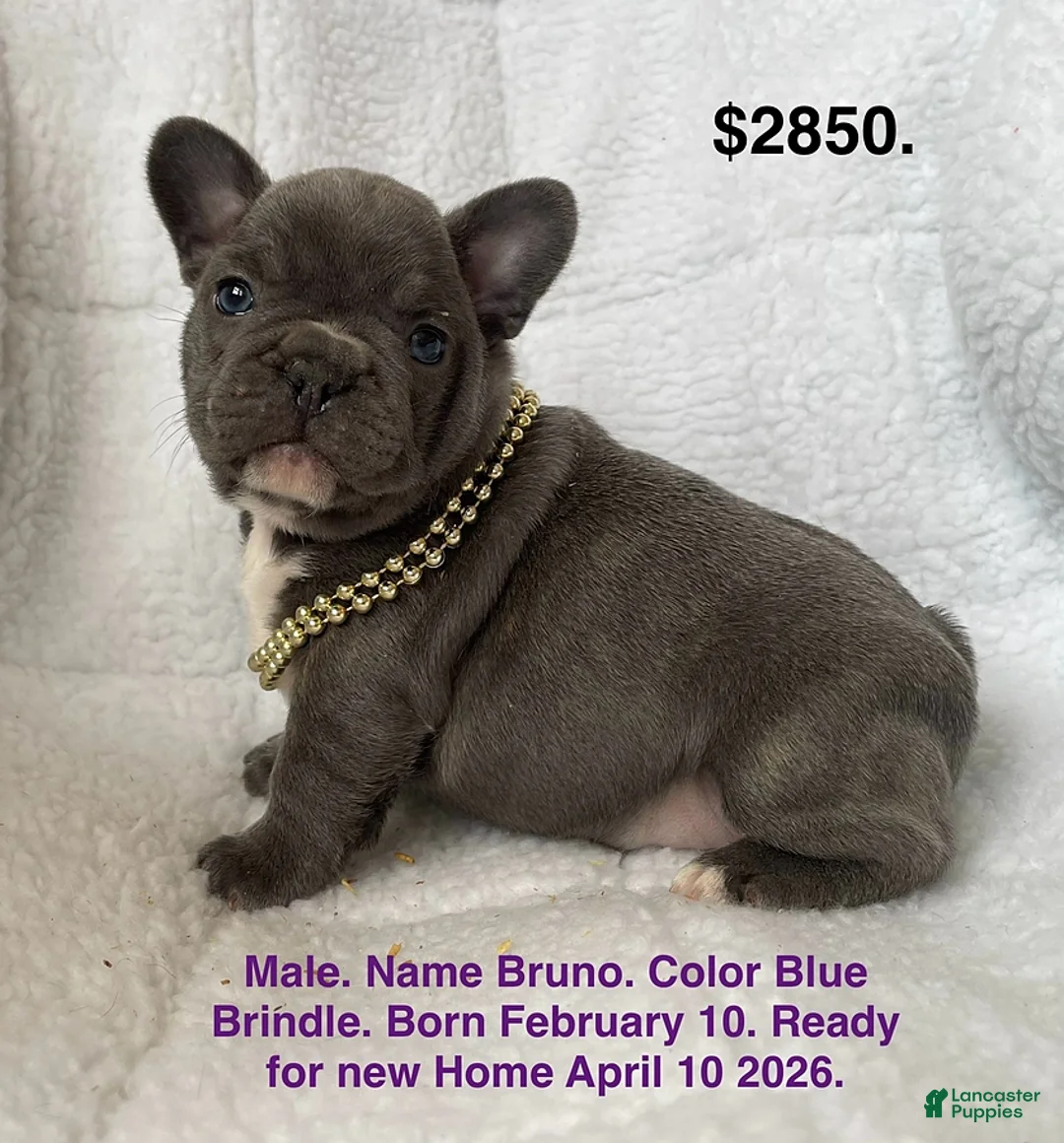 French Bulldog dogs for sale: Bruno - Ad 1