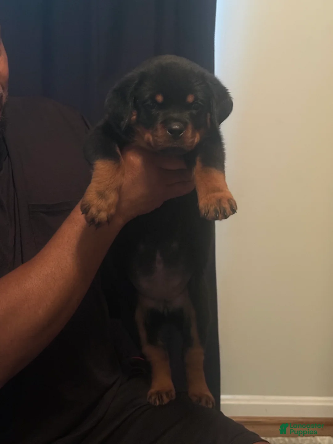 Rottweiler dogs for sale: Rottweiler 2 - Ad 2