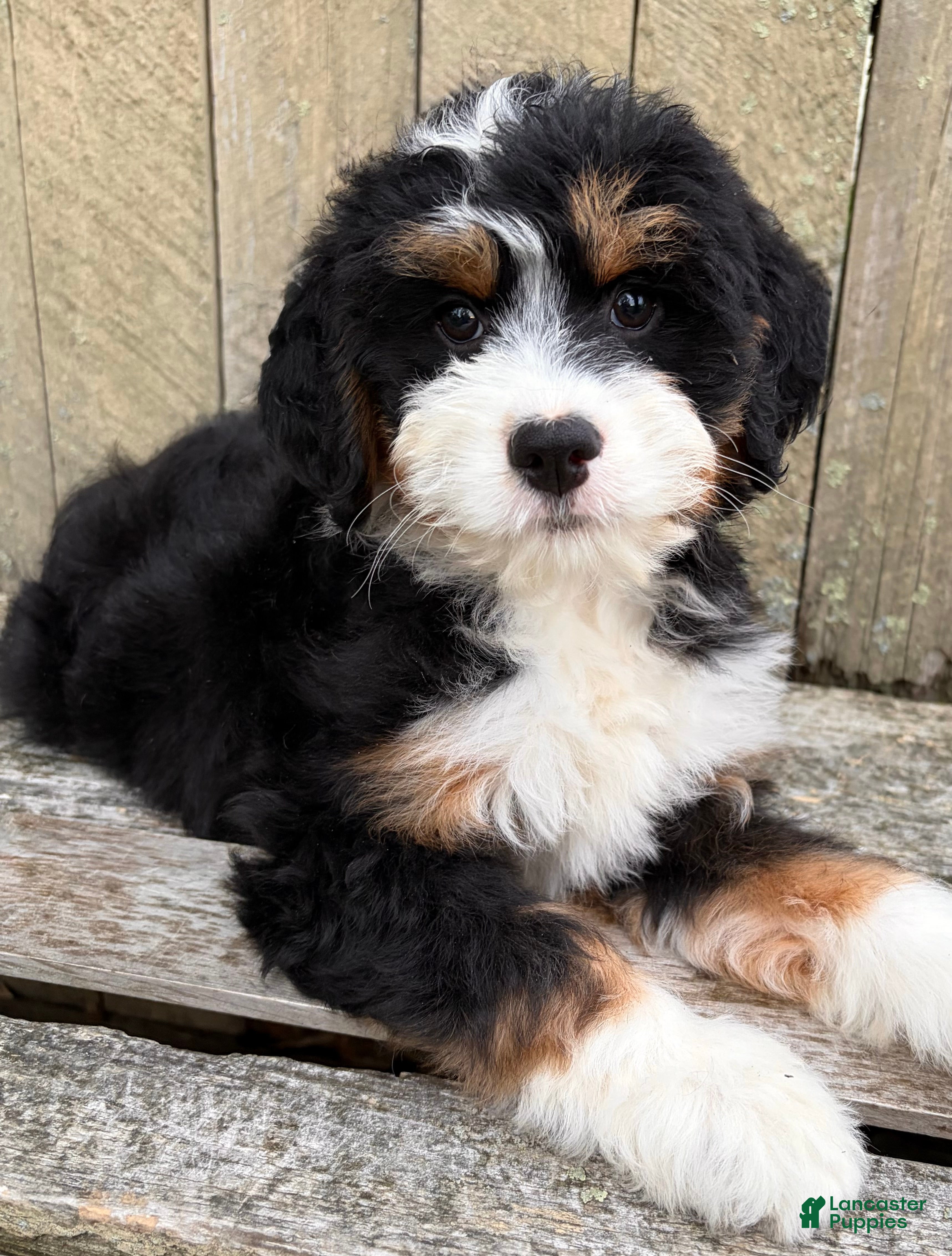 Mini Bernedoodle dogs for sale: 💛IN BOSTON MASSACHUSETTS AREA💛MINI BERNEDOODLE GIRL💛 - Ad 10