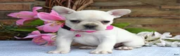 French Bulldog dogs for sale: Fargo - Ad 6