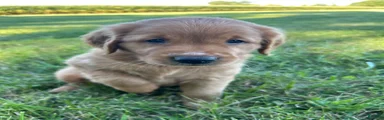 Cooper