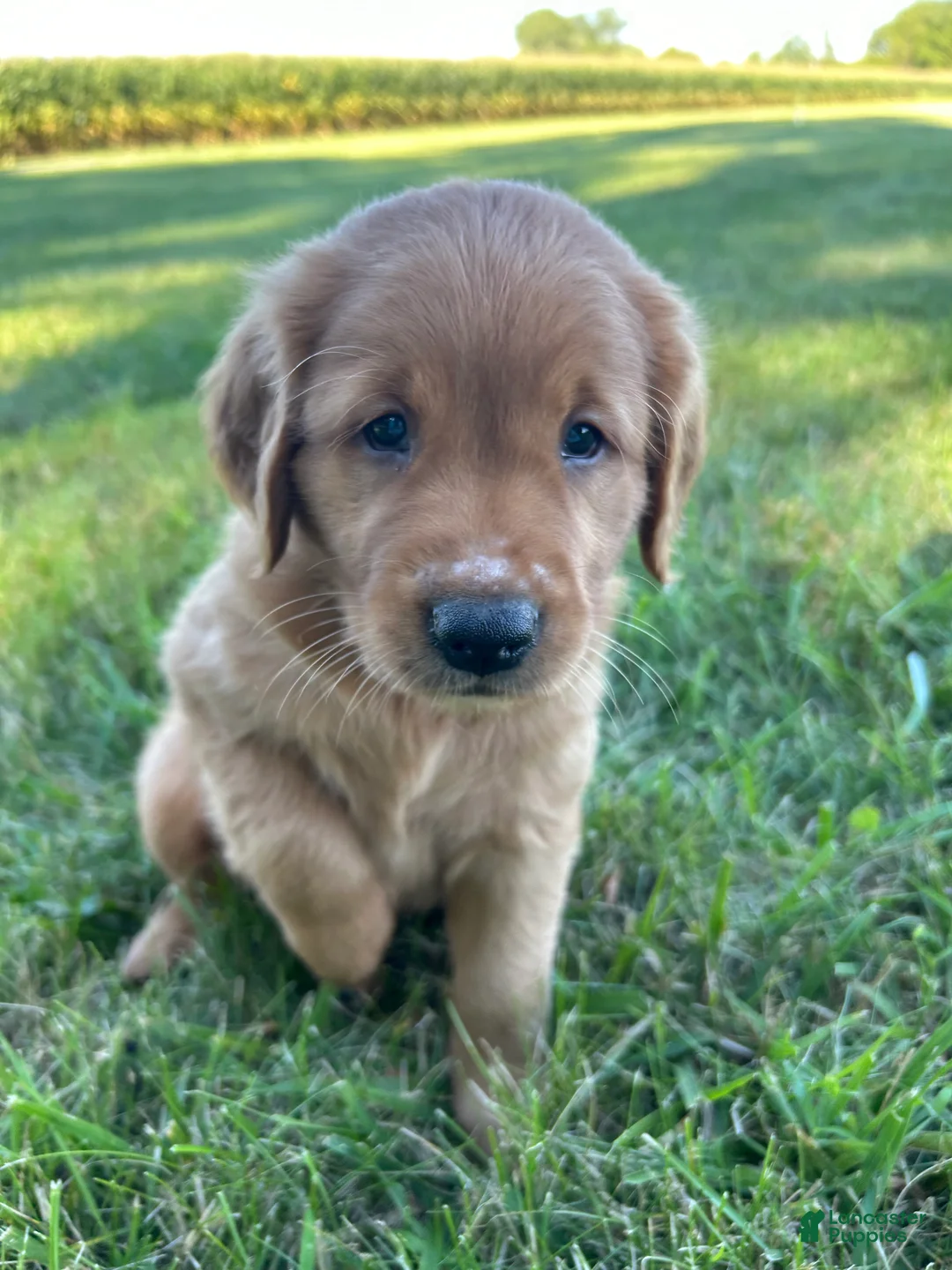 Golden Retriever dogs for sale: Cooper - Ad 1