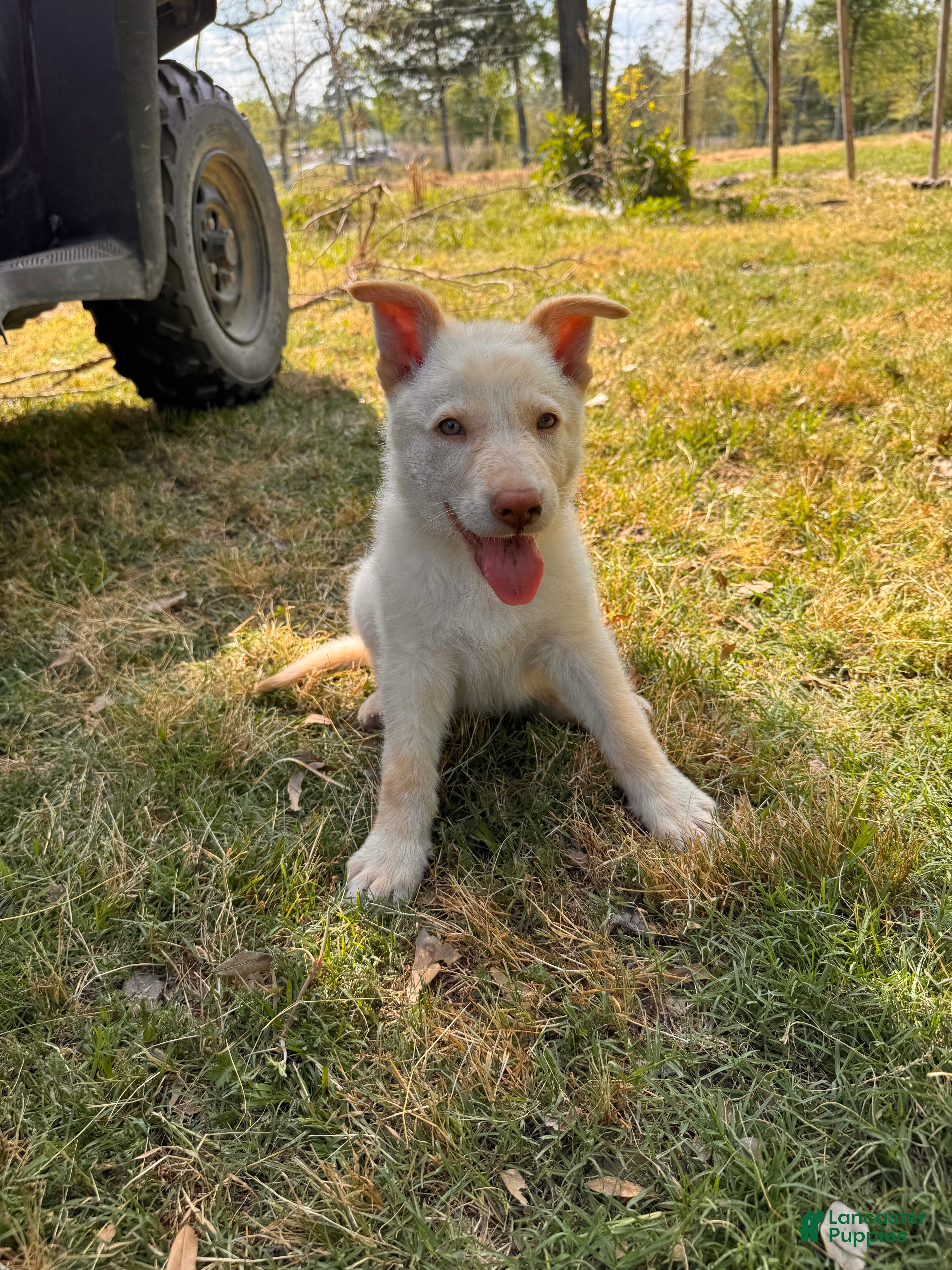 German Shepherd dogs Bubba - Ad 34