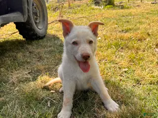 German Shepherd dogs Bubba - Ad 35