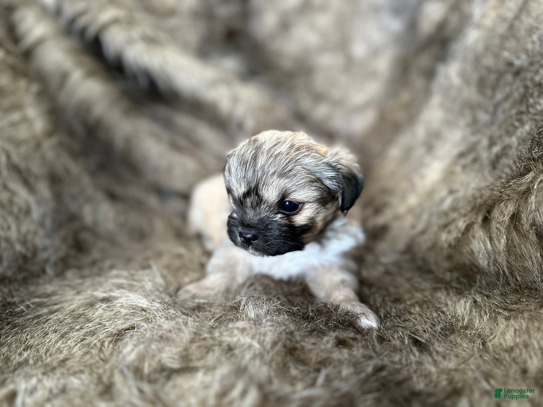 Mixed Breed dogs for sale: Theo - Ad 10