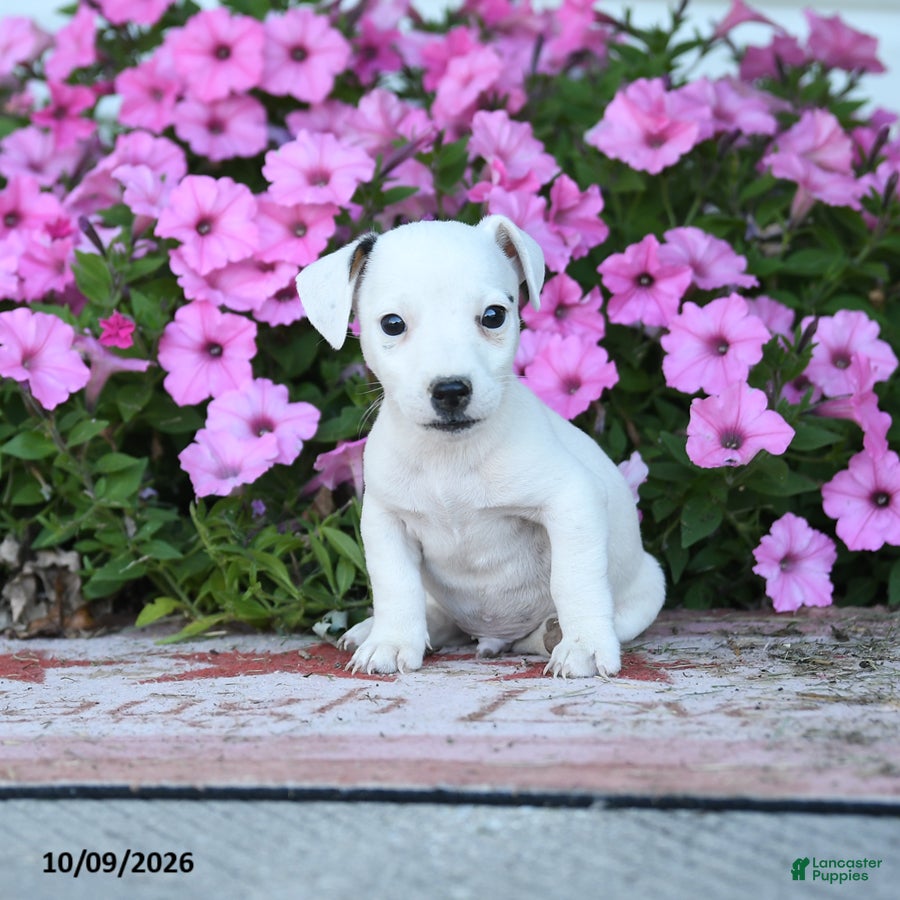 Jack Russell Terrier dogs Theodore - Ad 1