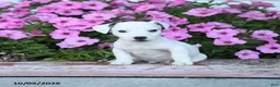 Jack Russell Terrier dogs for sale: Theodore - Ad 1