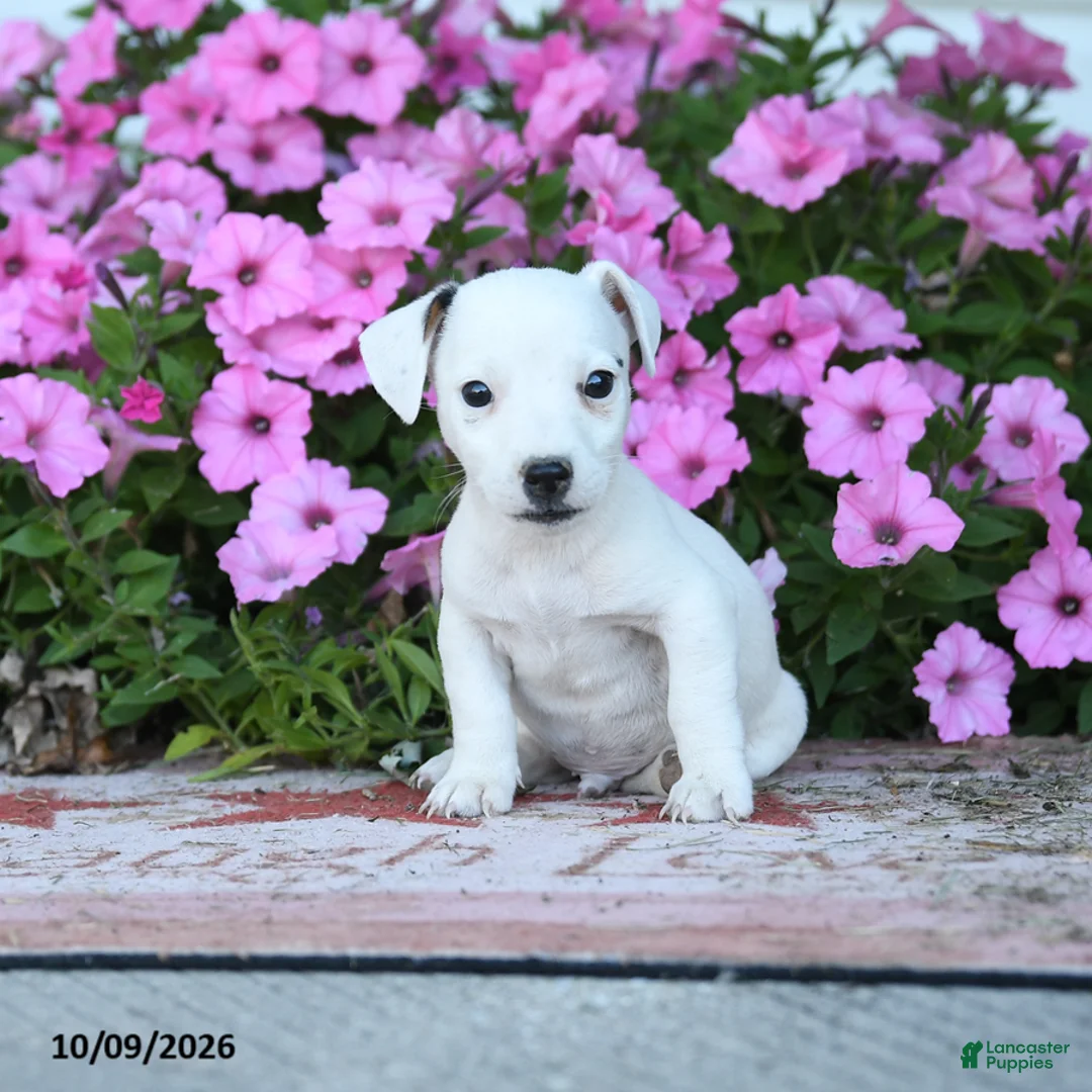 Jack Russell Terrier dogs for sale: Theodore - Ad 1