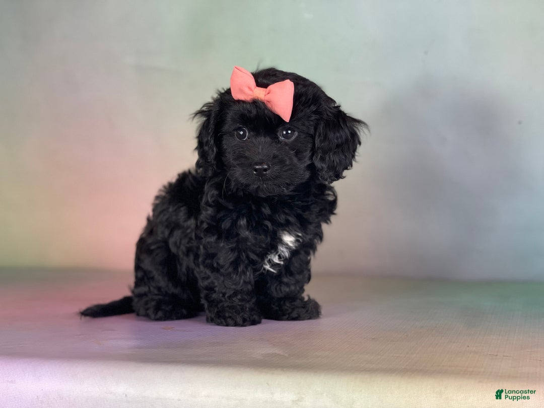 Belgian Malinois Sparta Dog Tilly For Sale In East Sparta