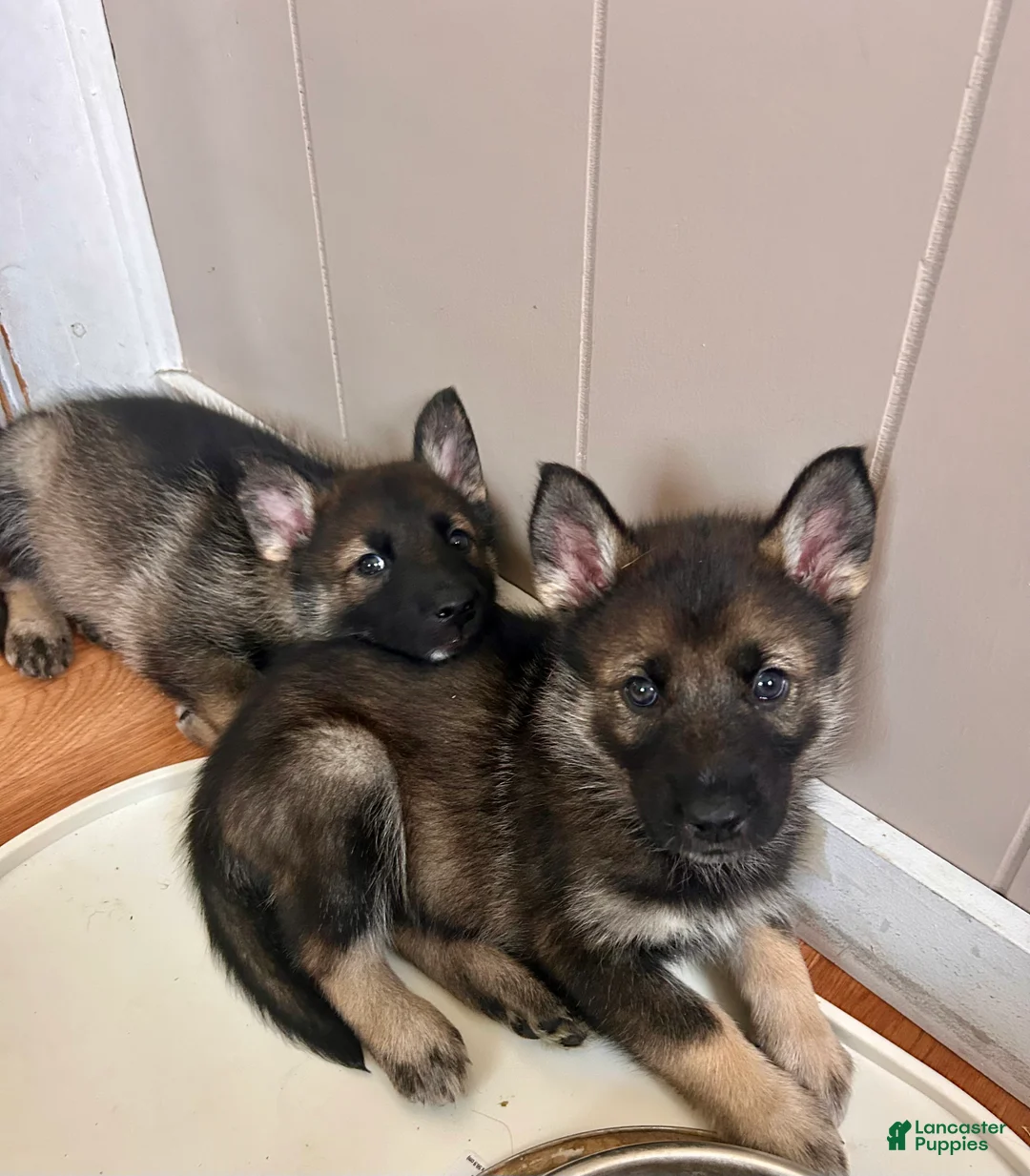 Gerberian Shepsky dogs for sale: (Light blue collar) Gerberian Shepsky Puppy 3 - Ad 2