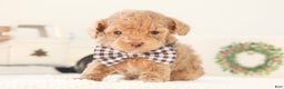 Toy Poodle dogs for sale: Dancer - Ad 1