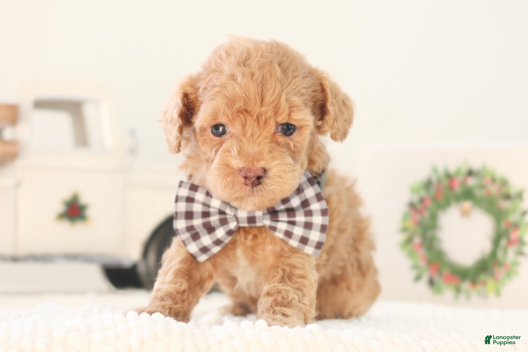 Toy Poodle dogs for sale: Dancer - Ad 1