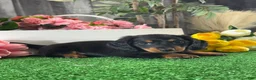Miniature Dachshund dogs for sale: Digger - Ad 2