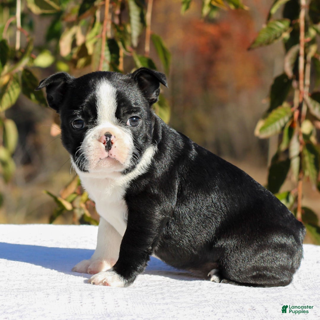 Boston Terrier dogs for sale: Ellie  - Ad 3