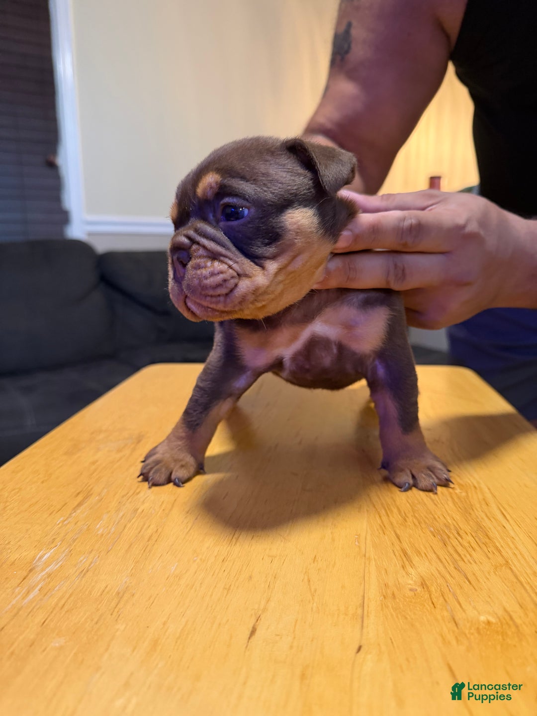 English Bulldog dogs for sale: Khal Drogo - Ad 4