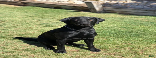 Hank