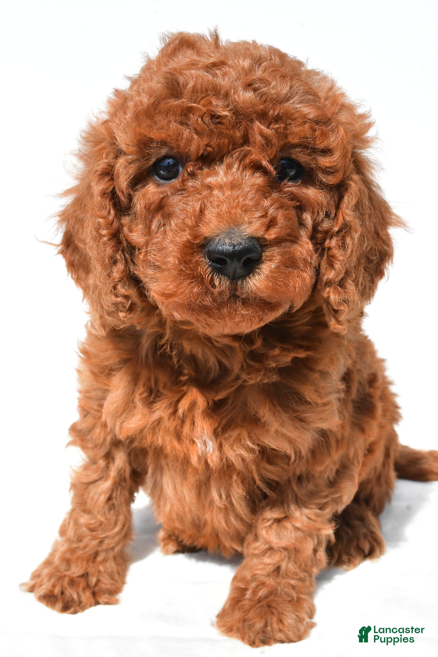 Mini Goldendoodle dogs Bimbo - Ad 2