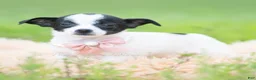 Chihuahua dogs for sale: Diva - Ad 3