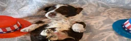 Havapoo dogs for sale: Felix - Ad 1