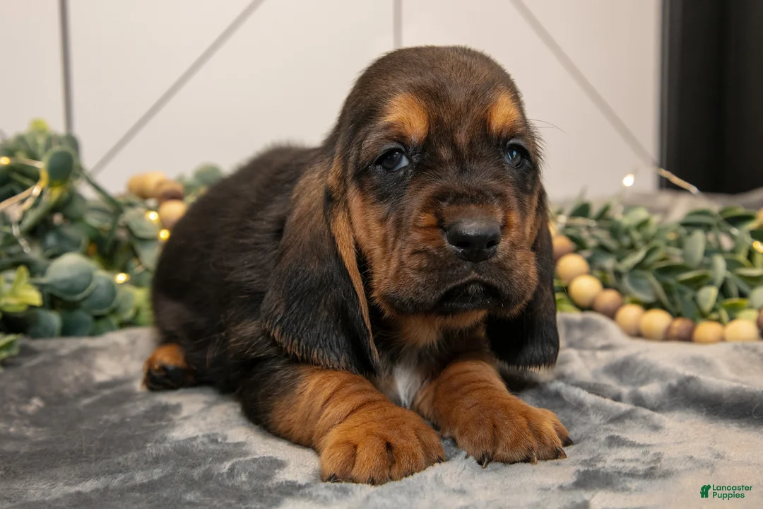 Basset Hound dogs for sale: Droopy - Ad 2