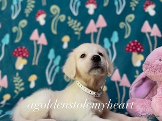 Golden Retriever dogs - Ad 20