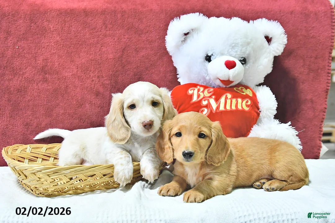 Miniature Dachshund dogs for sale: Sugar - Ad 5