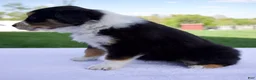 Australian Shepherd dogs for sale: Poppy - Ad 5