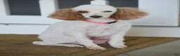 Miniature Poodle dogs for sale: Lola - Ad 10