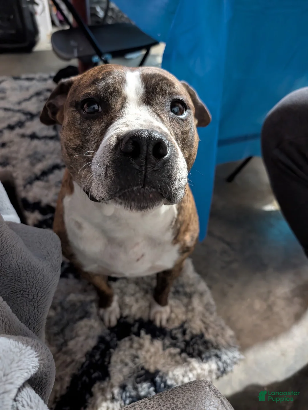American Pit Bull Terrier dogs for sale: Blue- Banks - Ad 18