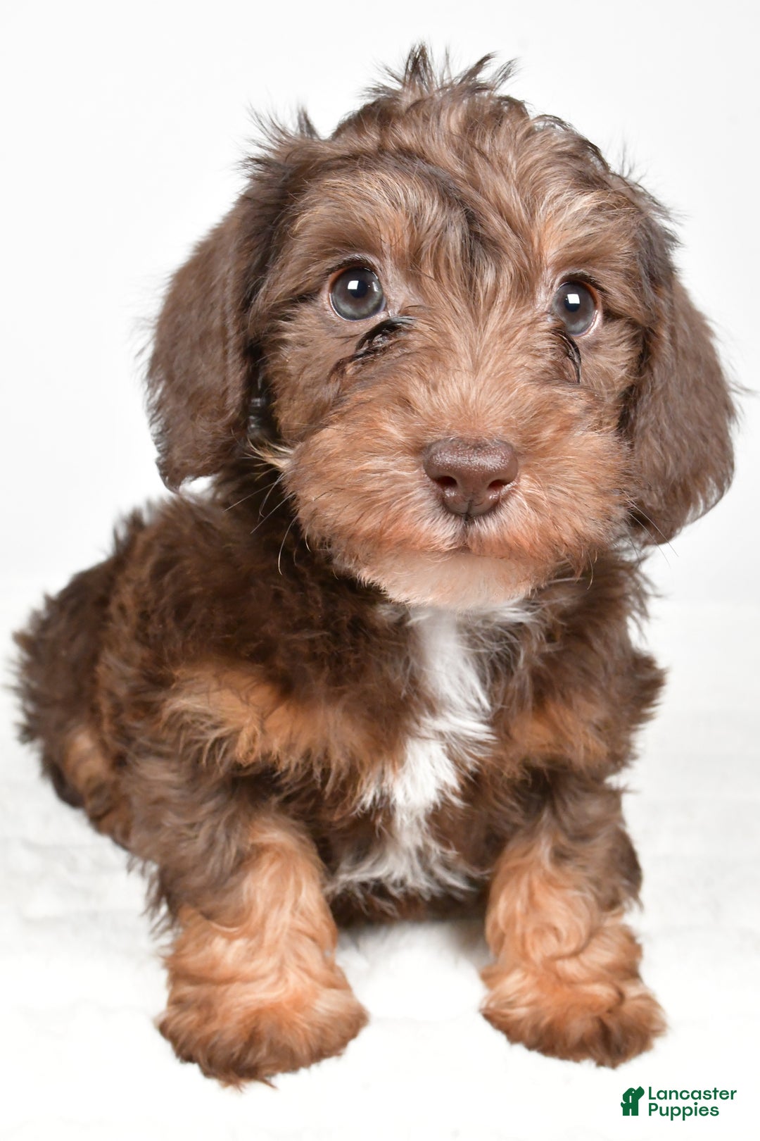 Mixed Breed dogs for sale: Pluto - Ad 2