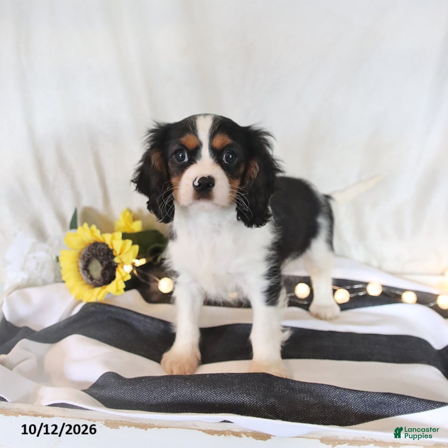 Cavalier King Charles Spaniel dogs Phoenix - Ad 2