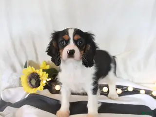 Cavalier King Charles Spaniel dogs Phoenix - Ad 2