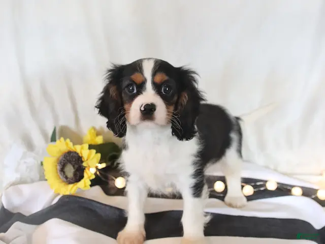 Cavalier King Charles Spaniel dogs for sale: Phoenix - Ad 2