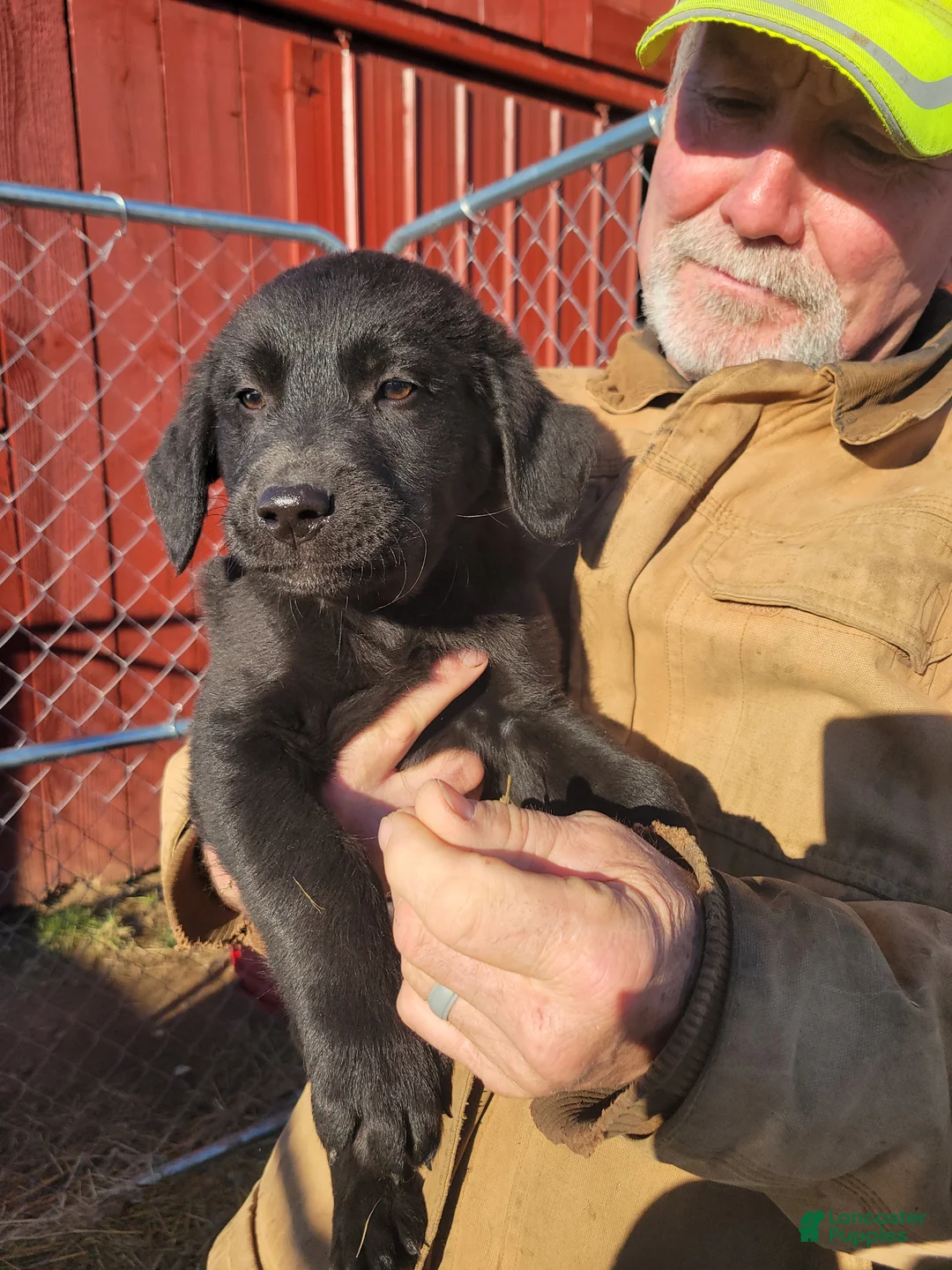 Golden Shepherd dogs for sale: Golden Shepherd Chet - Ad 1